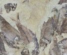 Fossil Fish (Gosiutichthys) Mortality Plate - Lake Gosiute #63967-3